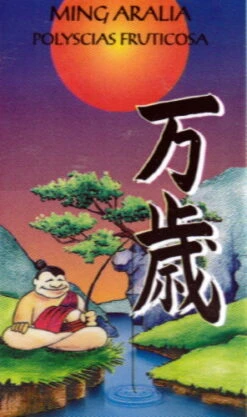 Ming Aralia Tree - Polyscias Fruticosa - Indoor - 6" Pot -Plant Shop mingcane1 88241.1615344752