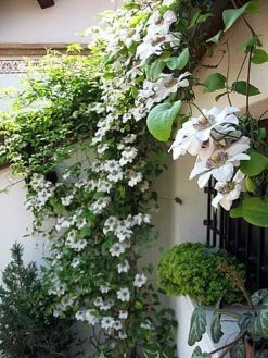 Miss Bateman Clematis Vine - Pure White - 2.5" Pot -Plant Shop misbatemn421 69450.1615344805