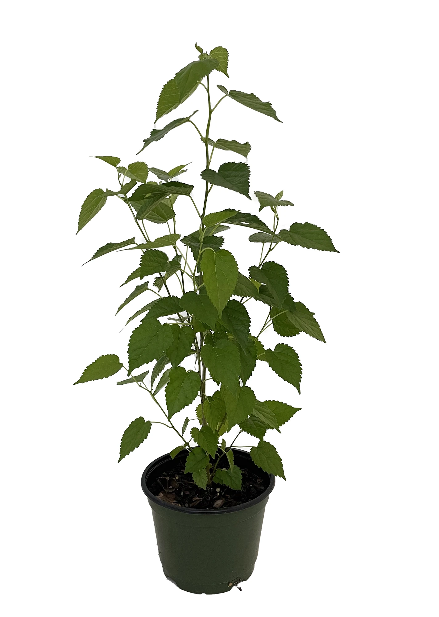Everbearing Dwarf Mulberry Plant - Morus Nigra - 6" Pot - Sweet Fruit 2 Everbearing Dwarf Mulberry Plant - Morus Nigra - 6" Pot - Sweet Fruit - Image 2
