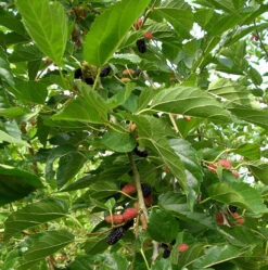Everbearing Dwarf Mulberry Plant - Morus Nigra - 6" Pot - Sweet Fruit 5 Everbearing Dwarf Mulberry Plant - Morus Nigra - 6" Pot - Sweet Fruit -Plant Shop mulberrydwarfhr6 27615.1664887615