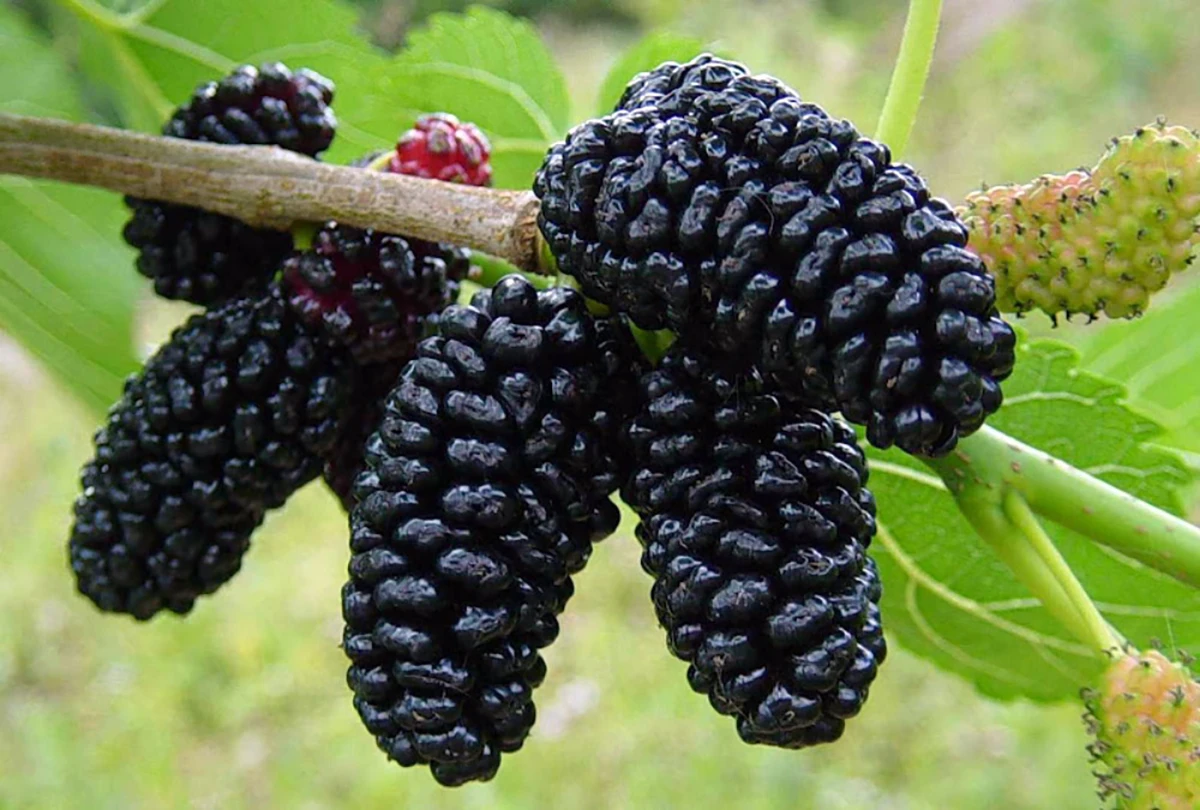 Everbearing Dwarf Mulberry Plant - Morus Nigra - 6" Pot - Sweet Fruit 1 Everbearing Dwarf Mulberry Plant - Morus Nigra - 6" Pot - Sweet Fruit