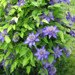 Multi Blue Clematis - NEW! - Navy Blue Double Flower - 2.5" Pot -Plant Shop multiblueclemati 3 03170.1615344792