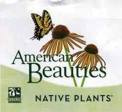 Pee Wee Oakleaf Hydrangea Perennial - Dwarf White - 4" Pot -Plant Shop nativeplants 74872.1615344510