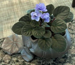 Creative Lotus Leaf Ceramic Planter With Live Miniature African Violet -Plant Shop olotushir1t 32541.1693250733
