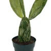 Warm Hand - Velvet Opuntia - Nopal Cactus -Opuntia Cochenillifera-Edible-6" Pot