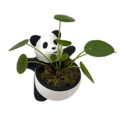 Best Seller 10 Lucky Panda Planter With Chinese Money Plant And Sheet Moss - 4.5" X 4.75"