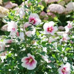 Paraplu Pink Ink® Hibiscus - Rose Of Sharon - Proven Winners - 4" Pot -Plant Shop paraplu pink ink rose of sharon hibiscus 1 1080 1080 60 32101.1615344721