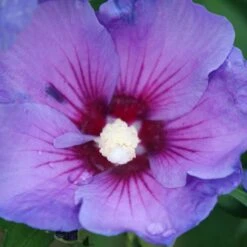 Paraplu® Violet - Rose Of Sharon - Hibiscus - 4" Pot - Proven Winners -Plant Shop paraplu violet rose of sharon hibiscus 2 1080 1080 60 82021.1615344726
