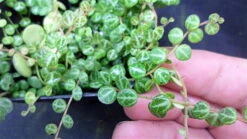 String Of Hearts/Turtles/Peace Sign/Cross - Peperomia Prostrata- 2.5" Pot -Plant Shop peperomiaprostrata2 83766.1618908659