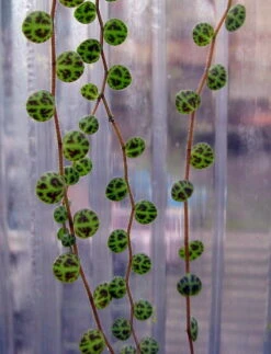 String Of Hearts/Turtles/Peace Sign/Cross - Peperomia Prostrata- 2.5" Pot -Plant Shop peperomiaprostrata5 77460.1618908659