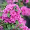 Perfecto Mundo™ Double Purple Azalea Rhododendron - 4" Pot - Proven Winners