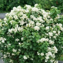 Illuminati Sparks™ Mock Orange - Philadelphus - Proven Winners - 4" Pot -Plant Shop philadelphus illuminati sparks 6 1080 1080 60 47082.1642397726