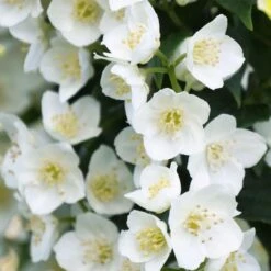 ILLUMINATI TOWER® Mockorange - Philadelphus - Low Grower - 4" Pot -Plant Shop philadelphus illuminati tiny tower 3 1080 1080 60 29740.1615344705