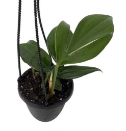 Dragon Tail Philodendron - Rhaphidorphora Decursiva - 4" Hanging Basket -Plant Shop phildecur4hb 02500.1692990112
