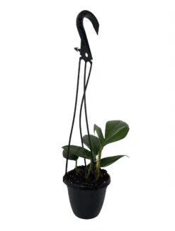 Dragon Tail Philodendron - Rhaphidorphora Decursiva - 4" Hanging Basket -Plant Shop phildecursiva4hb 47445.1692990112