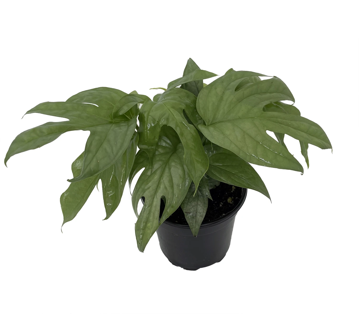 Philodendron Amydrium Medium Silver - 4" Pot 1 Philodendron Amydrium Medium Silver - 4" Pot