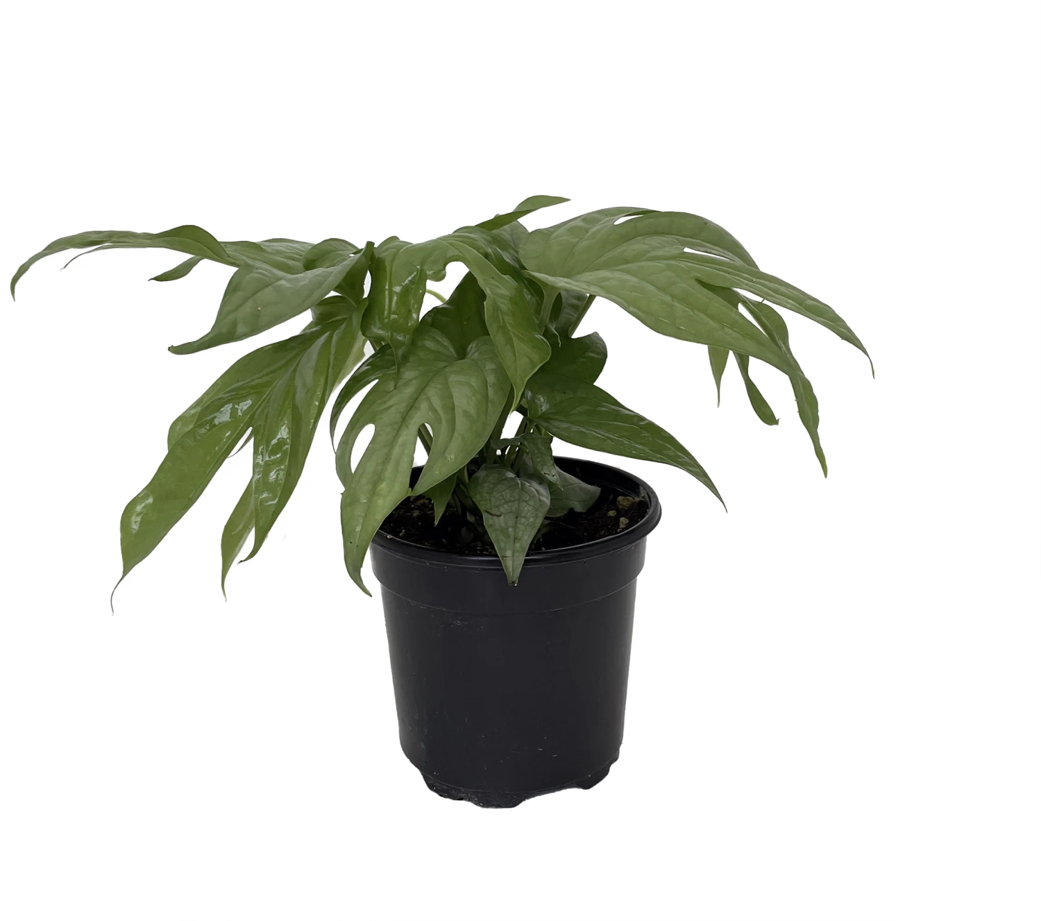 Philodendron Amydrium Medium Silver - 4" Pot 2 Philodendron Amydrium Medium Silver - 4" Pot - Image 2