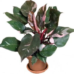 Rare Pink Princess Philodendron - 6" Pot - Easy To Grow House Plant -Plant Shop philodendronpinkprin1 74242.1608398358