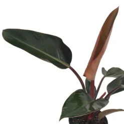 Rojo Congo Philodendron - Easy To Grow - 4" Pot