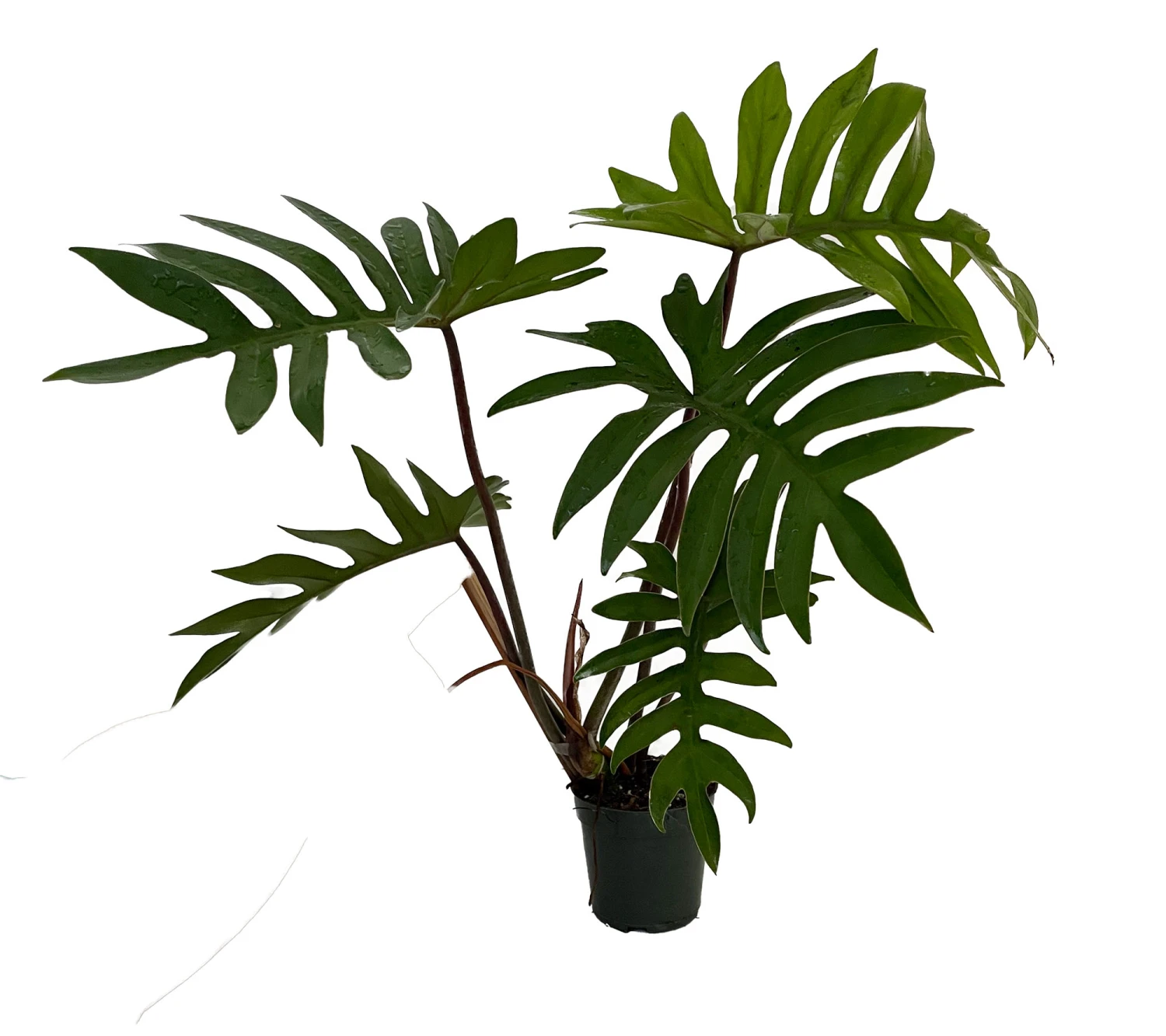 Dubium Philodendron - 4" Pot With Support Stake - Collector's Series 1 Dubium Philodendron - 4" Pot With Support Stake - Collector's Series