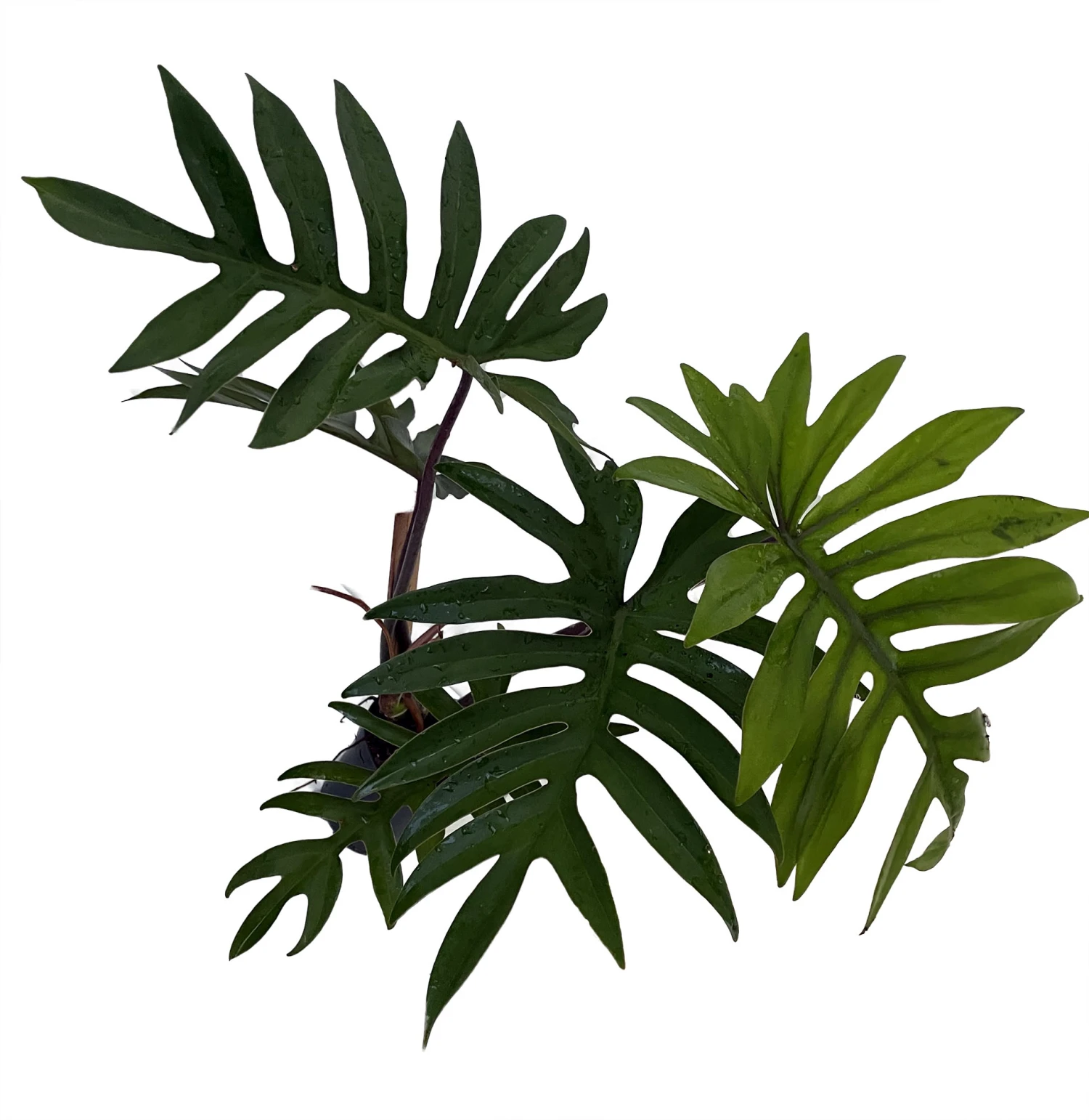 Dubium Philodendron - 4" Pot With Support Stake - Collector's Series 2 Dubium Philodendron - 4" Pot With Support Stake - Collector's Series - Image 2