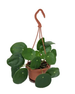 Best Seller 18 Chinese Money Plant - 4" Mini Hanging Basket - Pilea Peperomioides