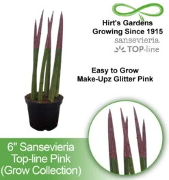 Make-Upz Glitter Pink Bamboo Shoots Snake Plant - Sansevieria - 6" Pot -Plant Shop pink34 2 89392.1690831073