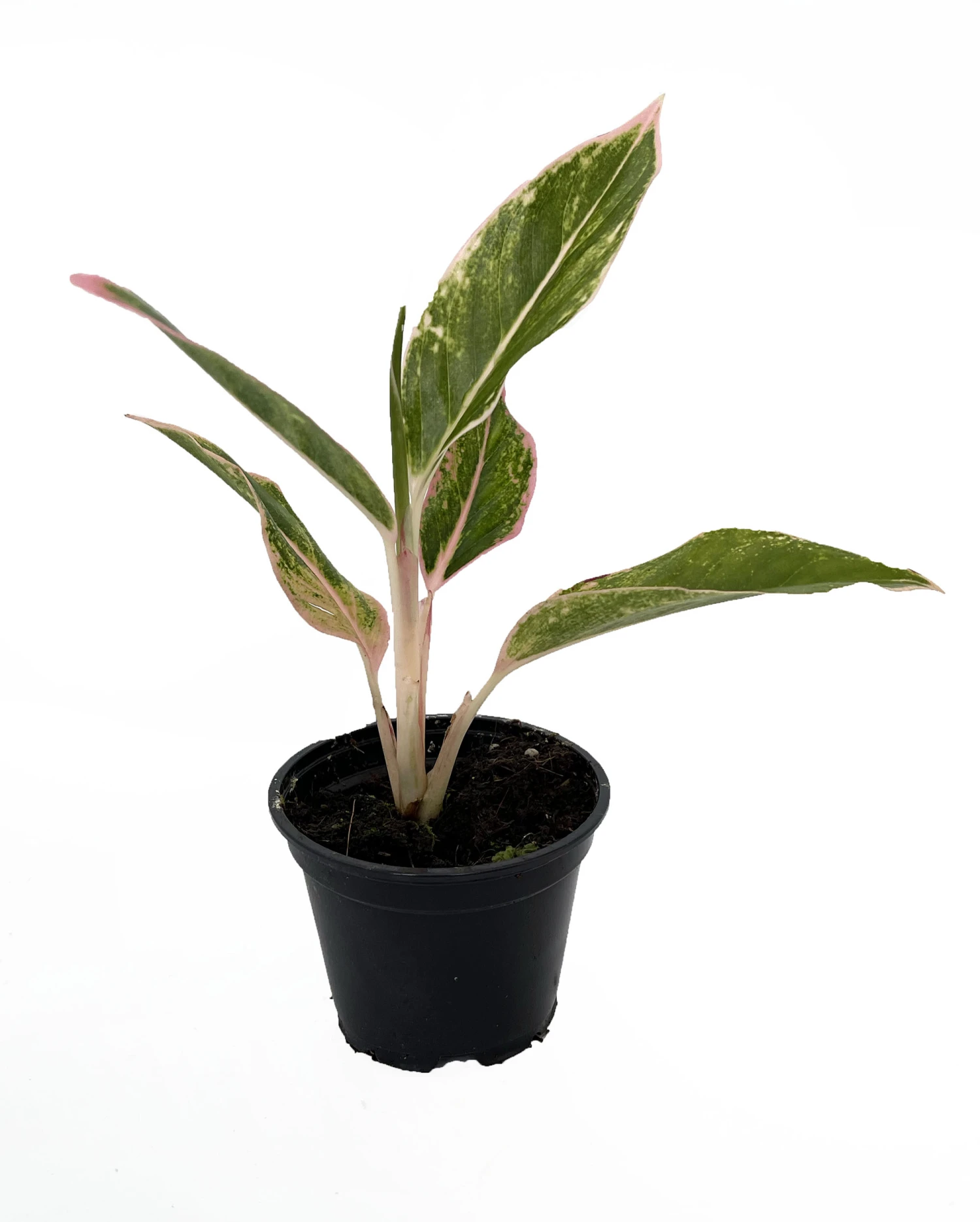 Rare Pink Siam Chinese Evergreen Plant - Aglaonema - Grows In Dim Light - 4" Pot 1 Rare Pink Siam Chinese Evergreen Plant - Aglaonema - Grows In Dim Light - 4" Pot