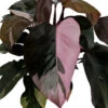 Rare Pink Princess Philodendron - 6" Pot - Easy To Grow House Plant