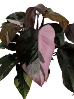 Rare Pink Princess Philodendron - 6" Pot - Easy To Grow House Plant