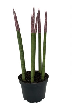 Plant Shop -Plant Shop pinksnaketips 62960.1690831073