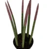 Make-Upz Glitter Pink Bamboo Shoots Snake Plant - Sansevieria - 6" Pot