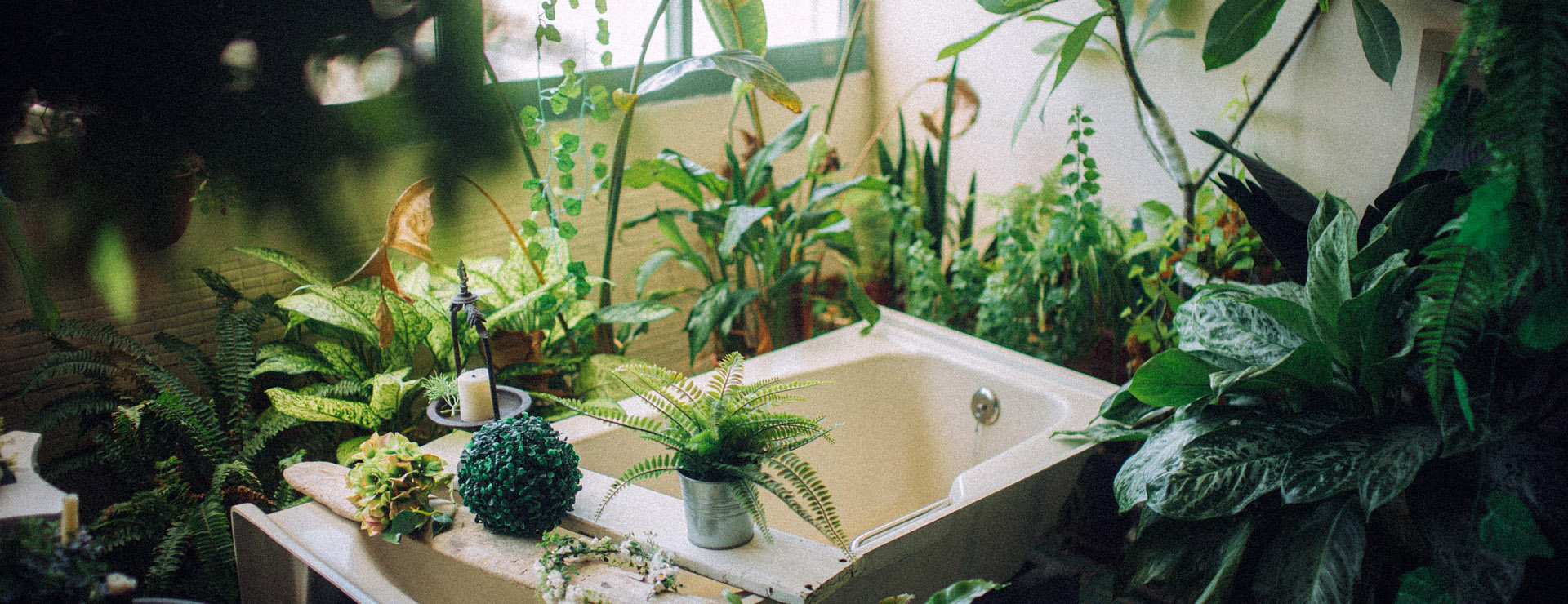 Plant Shop -Plant Shop plant 7498330 1920