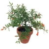 Dwarf Pomegranate Plant - Punica -Bonsai/Houseplant/Outdoors- Edible-4" Clay Pot
