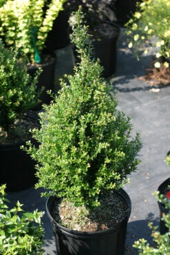 Patti O™ Japanese Holly - Ilex Crenata - 4" Pot - Proven Winners