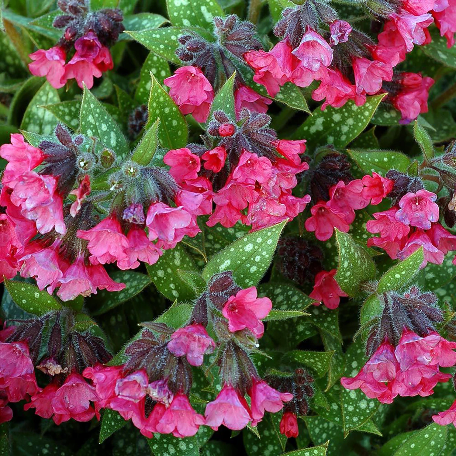 Shrimps On The Barbie Lungwort Perennial - Pulmonaria - Gallon Pot 1 Shrimps On The Barbie Lungwort Perennial - Pulmonaria - Gallon Pot