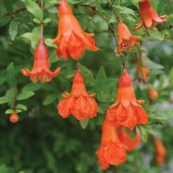 Peppy Le Pom™ - Pomegranate - Punica Granatum - 4" Pot