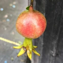 Peppy Le Pom™ - Pomegranate - Punica Granatum - 4" Pot 5 Peppy Le Pom™ - Pomegranate - Punica Granatum - 4" Pot -Plant Shop punica peppy le pom 3 1080 1080 60 23240.1615344712