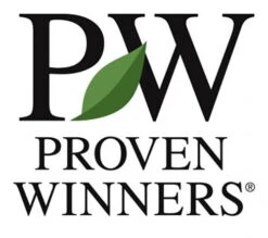 Castle Spire® Blue Holly - Ilex - 4" Pot - Proven Winners -Plant Shop pw logo 67676.1615344546