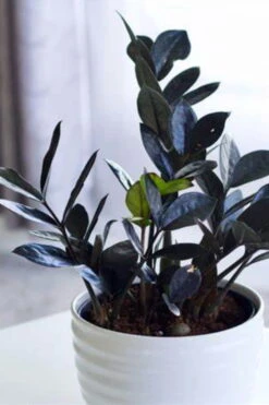 Black Queen ZZ Plant - Zamioculcas - 4" Pot - Collector's -Plant Shop queen1 15939.1686716411