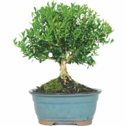 NEWGEN FREEDOM® Boxwood - 4" Pot - Buxus - Indoors Or Out -Plant Shop r 27566.1648736588