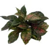 Red Valentine Chinese Evergreen Plant - Aglaonema - Grows In Dim Light - 5" Pot