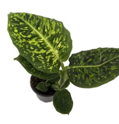 Reflector Dieffenbachia Plant - Exotic & Easy To Grow - 4" Pot