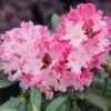 Dandy Man® COLOR WHEEL® Rhododendron - Quart Pot - Proven Winners