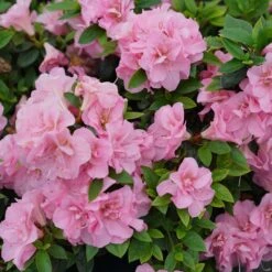 Perfecto Mundo™ Double Pink Azalea Rhododendron - 4" Pot - Proven Winners -Plant Shop rhododendron perfecto mundo double pink 1 1080 1080 60 57566.1615344699