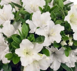 White Bloom-A-Thon® Everblooming Azalea - Everblooming -Proven Winners- 4" Pot -Plant Shop rhododendronbloomathonwhite1 35815.1615344535