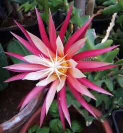 Zig Zag, Ric Rak, Fish Bone Cactus - Selenicereus - 6" Pot - Fragrant -Plant Shop ricrakcactushr2 70190.1601315446