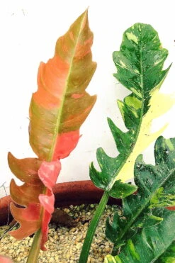 Rarest In The World! Ring Of Fire Philodendron - 4" Pot 13 Rarest In The World! Ring Of Fire Philodendron - 4" Pot -Plant Shop ring2 80940.1682435311