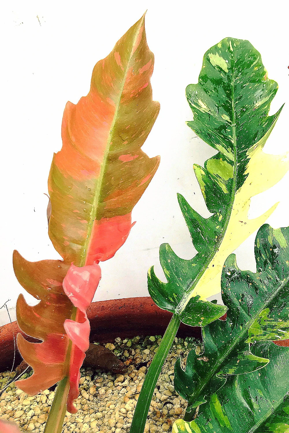 Rarest In The World! Ring Of Fire Philodendron - 4" Pot 7 Rarest In The World! Ring Of Fire Philodendron - 4" Pot - Image 7