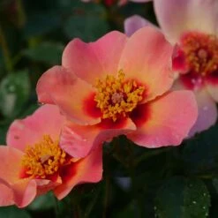 Ringo All-Star™ Landscape Rose - Proven Winners - 4" Pot